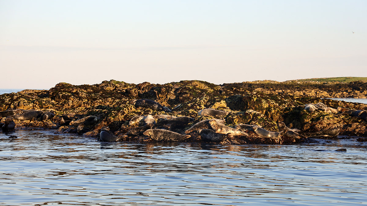 Grijze zeehond - Farne Islands